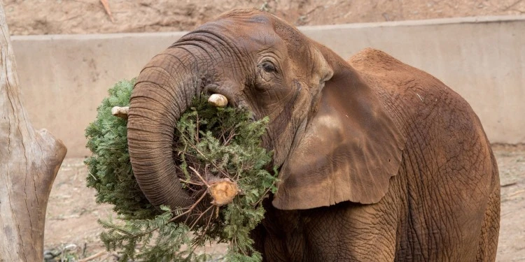 Weihnachtsbaum an Zoo abgeben als Futter für Elephant
