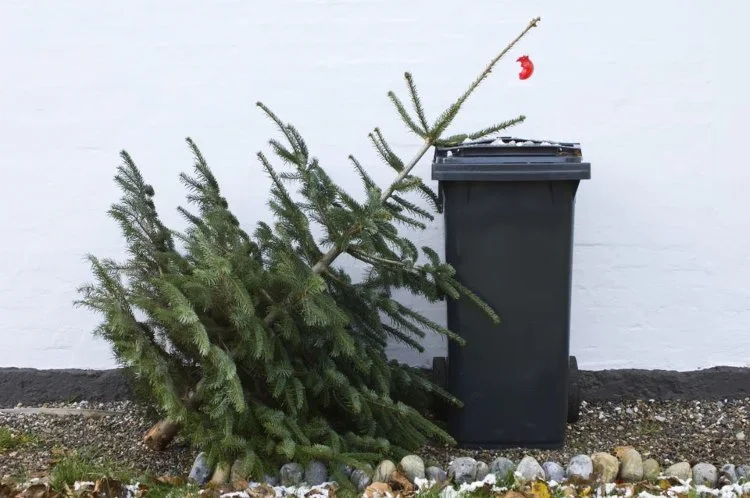 Weihnachtsbaum entsorgen Tipps und Möglichkeiten zum Recyceln (1)