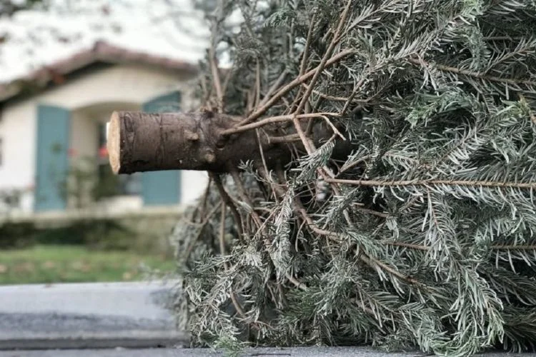 Weihnachtsbaum recyceln Ideen für Wiederverwertung von alten Tannnenbäumen nach Festtagen (1)