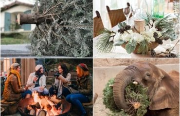 Weihnachtsbaum recyceln Ideen zum Wiederverwerten und Kompostieren