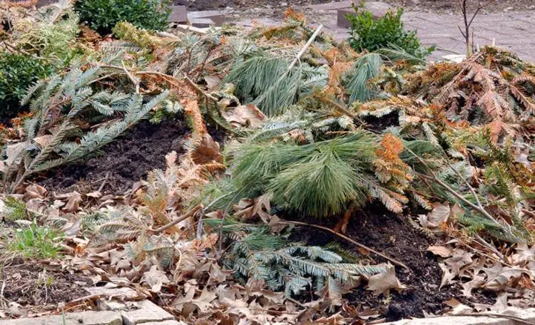 Weihnachtsbaum wieder verwerten Tannenzweige als Mulch und Frostschutz verwenden (1)