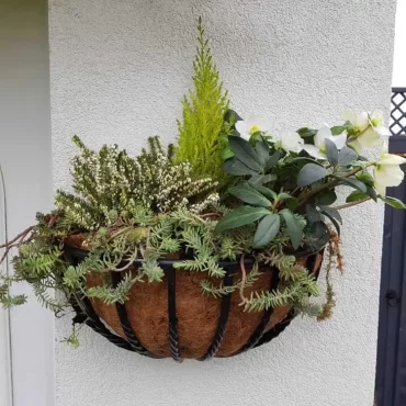 Winterbepflanzung für Balkon Heidekraut, Konifere und Christrose