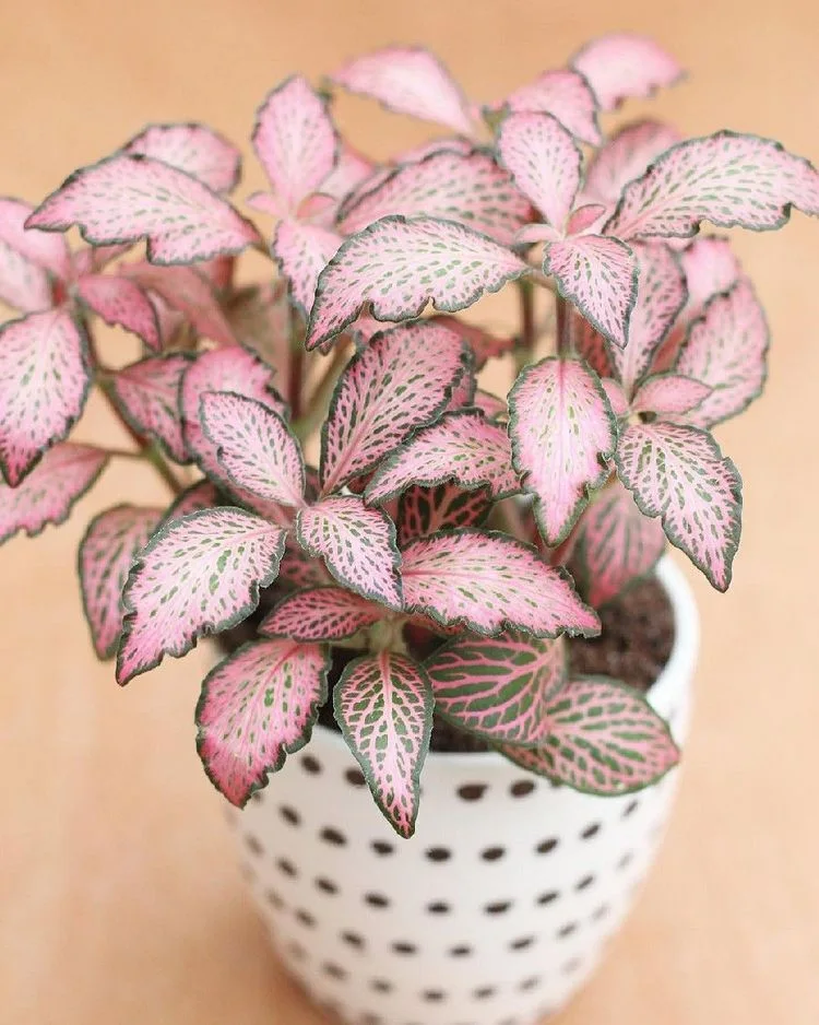 Zimmerpflanze pinke Blätter Fittonie rosa