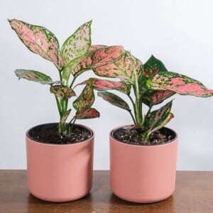 Zimmerpflanzen mit pinken Blättern Aglaonema Pink Beauty