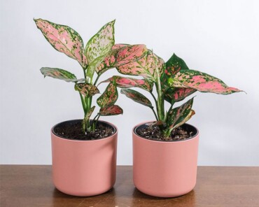 Zimmerpflanzen mit pinken Blättern Aglaonema Pink Beauty