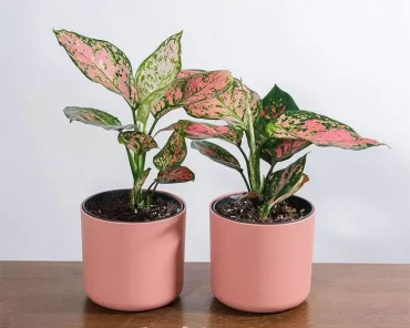 Zimmerpflanzen mit pinken Blättern Aglaonema Pink Beauty