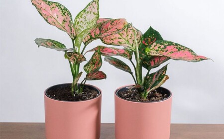 Zimmerpflanzen mit pinken Blättern Aglaonema Pink Beauty