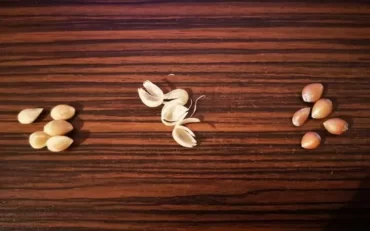 Zitrone selber ziehen - Die Hülle der Kerne entfernen und die Samen freisetzen