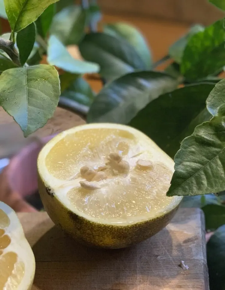 Zitrone selber ziehen - Die richtigen Früchte und Kerne wählen