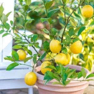 Zitrone selber ziehen - Tipps und Tricks fürs eigene Zitronenbäumchen