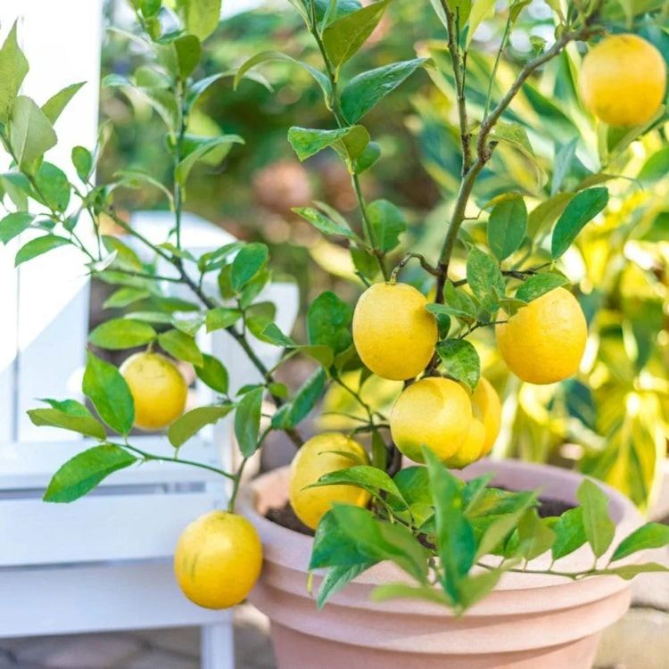 Zitrone selber ziehen - Tipps und Tricks fürs eigene Zitronenbäumchen
