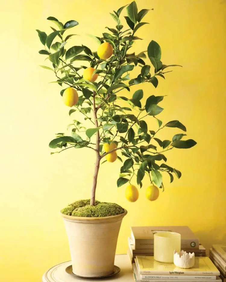 Zitrone selber ziehen - Unter welchen Voraussetzungen blühen die Bäume