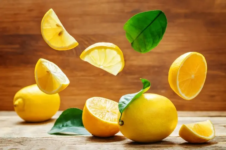 Zitrone selber ziehen aus dem Kern - Anleitung für Anfänger