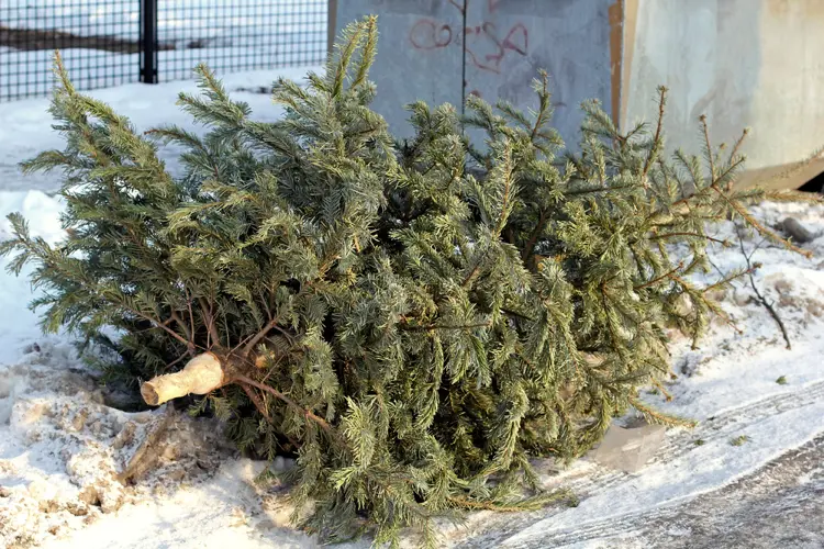 alten weihnachtsbaum draussen