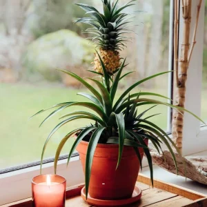 Ananas Pflanze im Kübel vorziehen