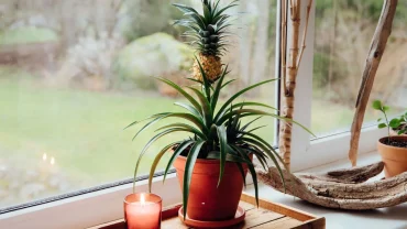 Ananas Pflanze im Kübel vorziehen