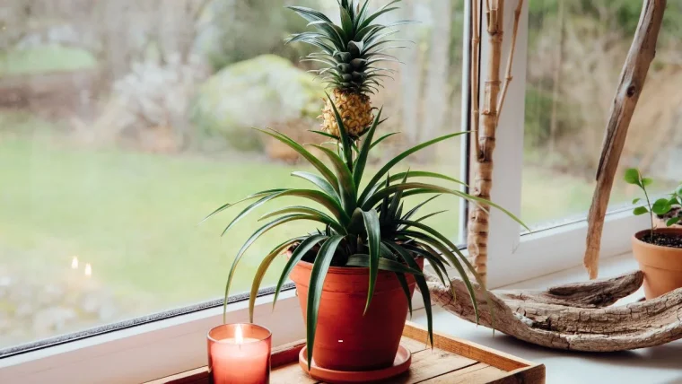 Ananas Pflanze im Kübel vorziehen