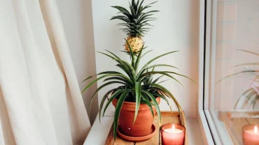 Ananas vorziehen und einpflanzen Tipps