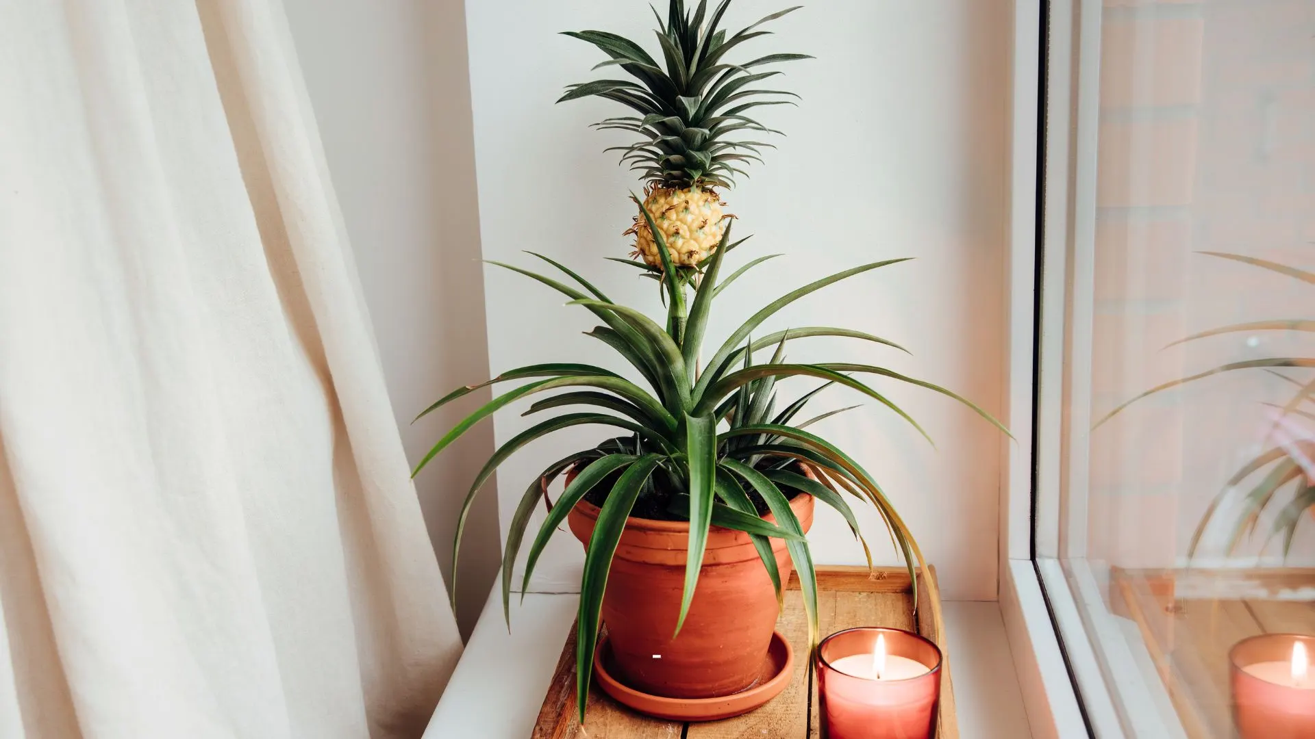 Ananas vorziehen und einpflanzen Tipps