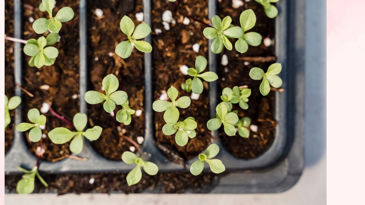 Anzuchterde selber mischen Anleitung