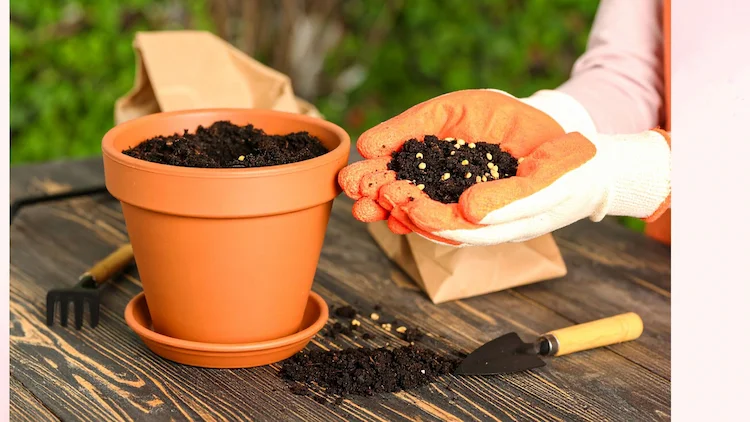 Aussaaterde selber machen aus Bio Zutaten