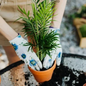 Hauspflanzen umtopfen welche Erde karolina grabowska