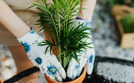 Hauspflanzen umtopfen welche Erde karolina grabowska