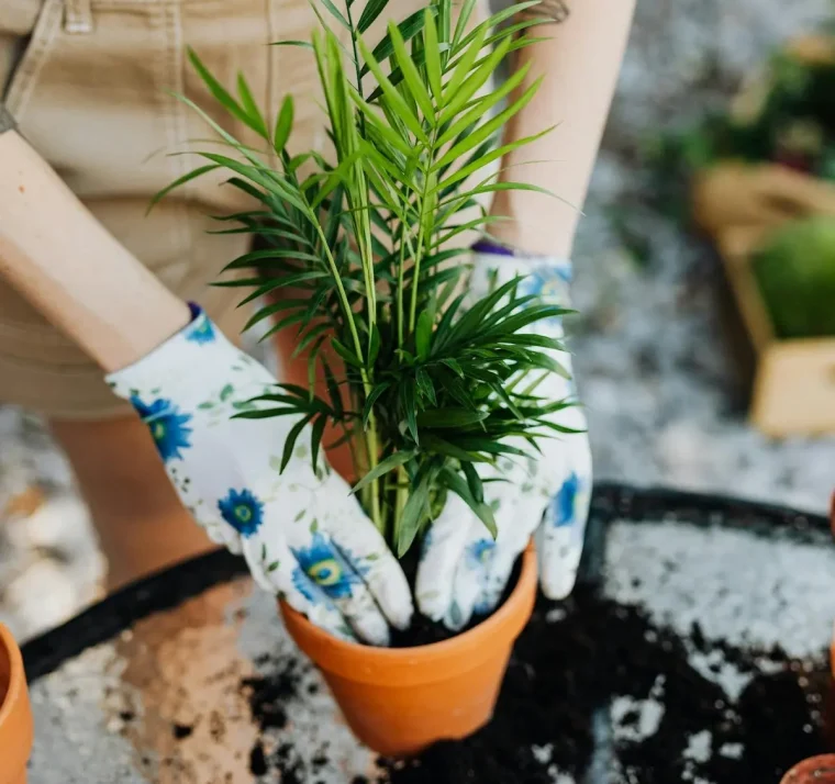 Hauspflanzen umtopfen welche Erde karolina grabowska