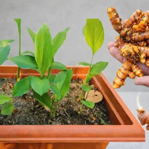 Kurkuma selber vorziehen zu Hause