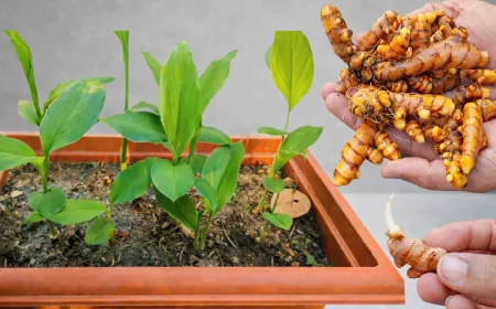 Kurkuma selber vorziehen zu Hause