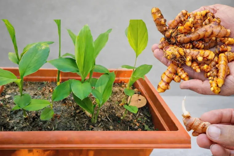 Kurkuma-selber-ziehen-So-k-nnen-Sie-das-Superfood-zu-Hause-richtig-anbauen-pflegen-und-ernten-