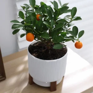 mandarine vorziehen nützliche tipps