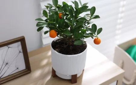 mandarine vorziehen nützliche tipps