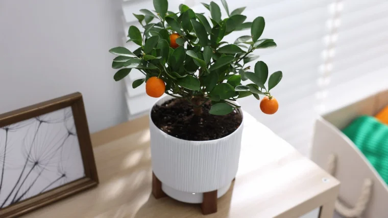 mandarine vorziehen nützliche tipps