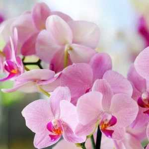 Orchidee Palaneopsis Pflege Tipps