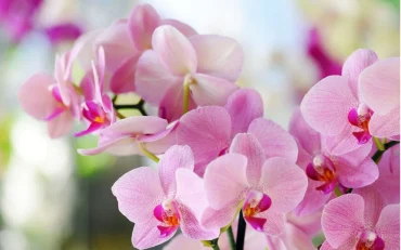 Orchidee Palaneopsis Pflege Tipps