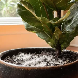 Schimmelnde Pflanzenerde im Kübel was tun