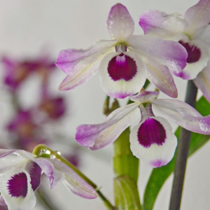 Traubenorchidee pflanzen und pflegen