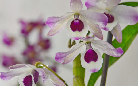 Traubenorchidee pflanzen und pflegen