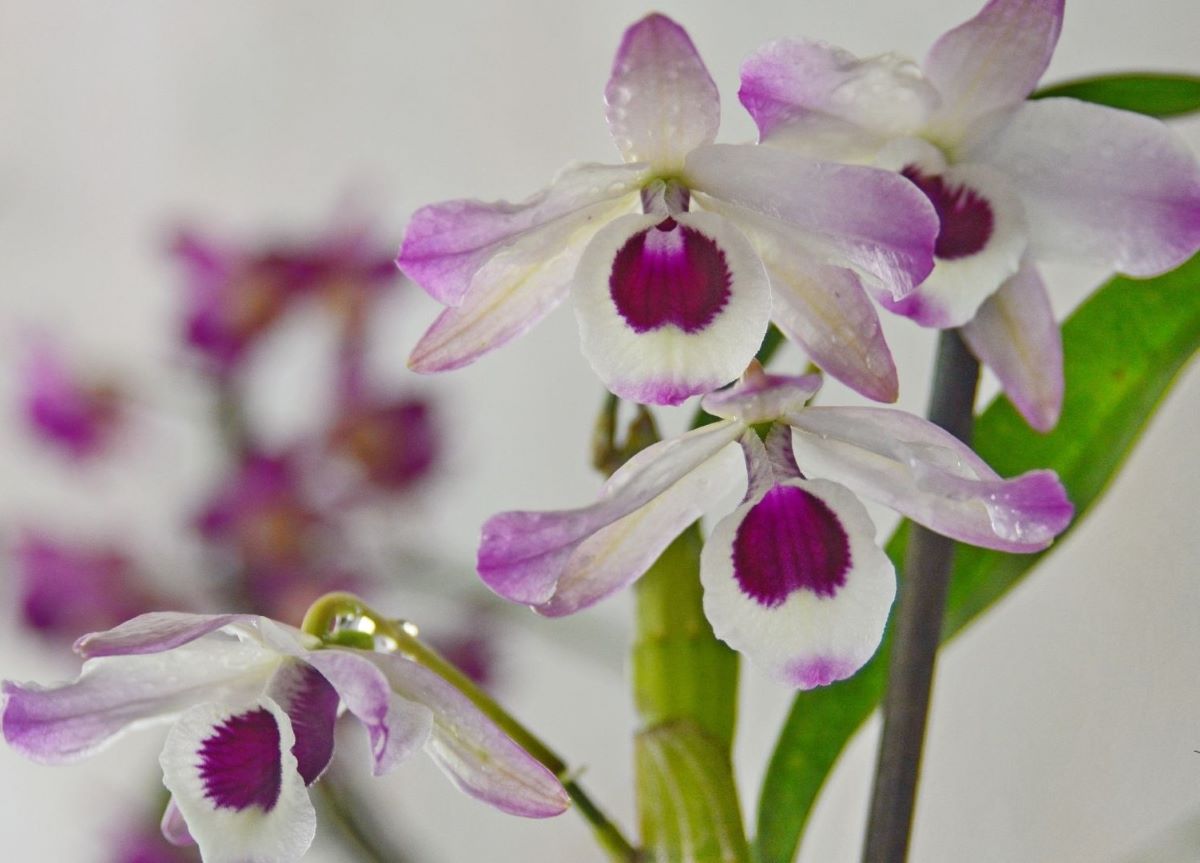 Traubenorchidee pflanzen und pflegen