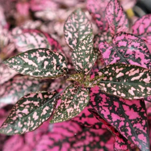 Zimmerpflanzen mit rosa Blätttern 5 Arten