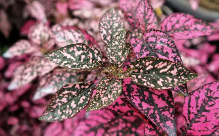 Zimmerpflanzen mit rosa Blätttern 5 Arten