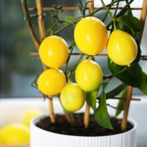 Zitrone aus Kern ziehen Anleitung