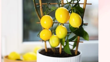 Zitrone aus Kern ziehen Anleitung