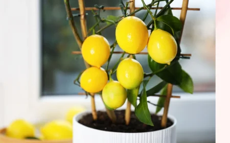 Zitrone aus Kern ziehen Anleitung