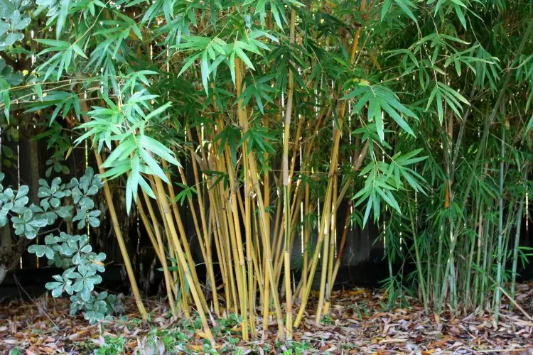 Bamboo schneiden Tipps wie und wann