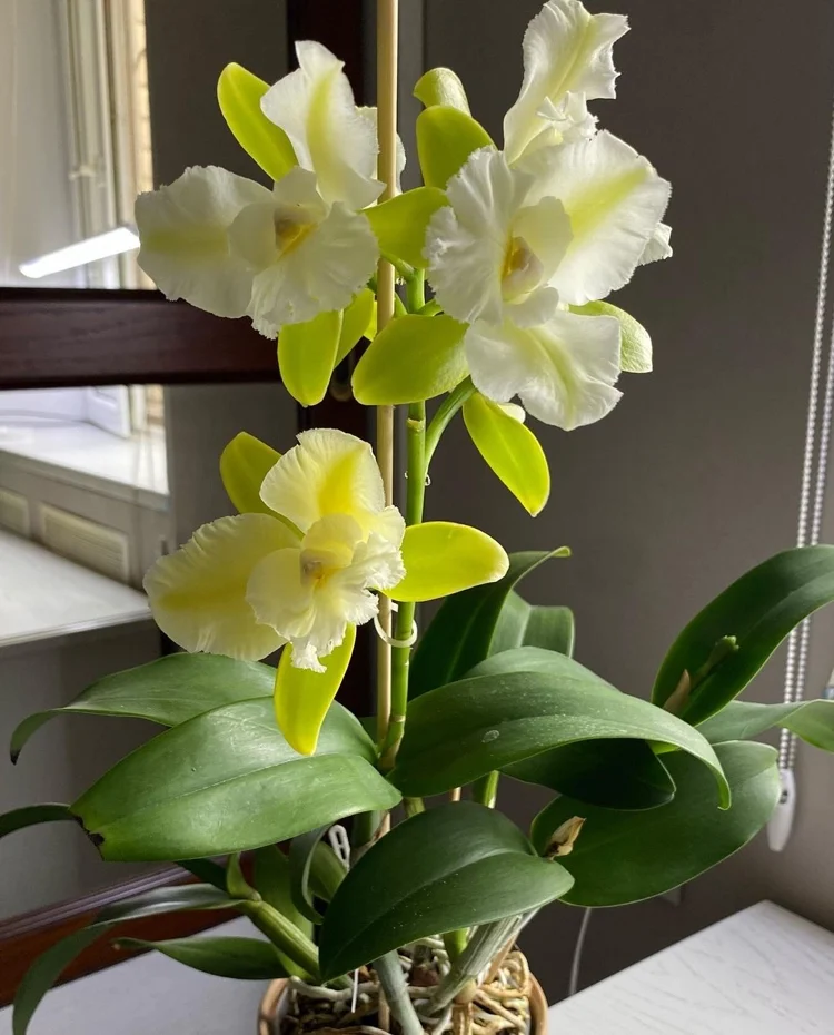 Beste Temperatur für die Cattleya Orchidee