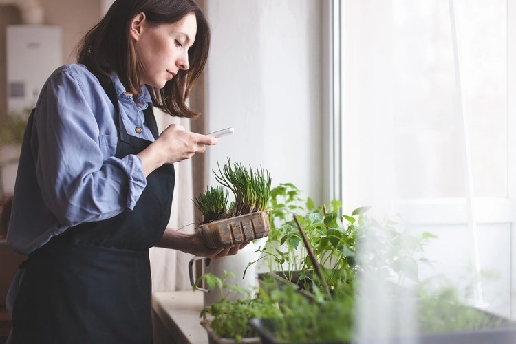 Der kleine Kräutergarten zu Hause gehört zu den Gartentrends 2022