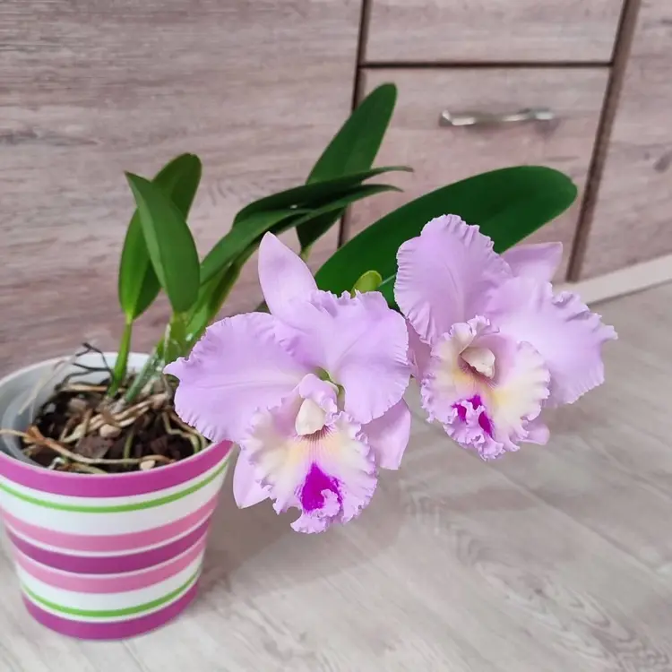 Die Feuchtigkeitsvorlieben der Cattleya-Orchideen