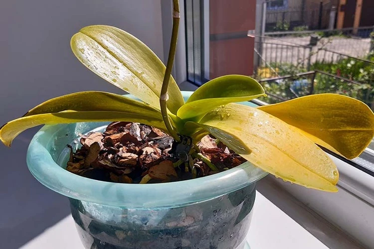Direkte Sonne als Ursache für gelbe Blätter bei Orchideen